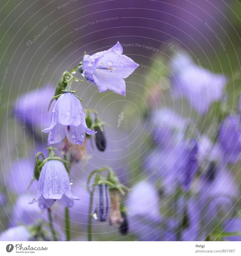 bell-shaped Environment Nature Plant Summer Rain Flower Blossom Bluebell Bud Garden Blossoming Hang Growth Esthetic Beautiful Small Wet Natural Green Violet