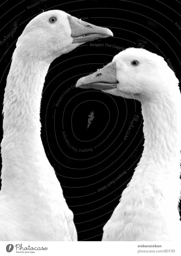 twofold Be confident Feather Together Goose Bird Beak 2 Mirror image Downy feather Like Looking Estimation Agriculture Poultry Ornithology Trust