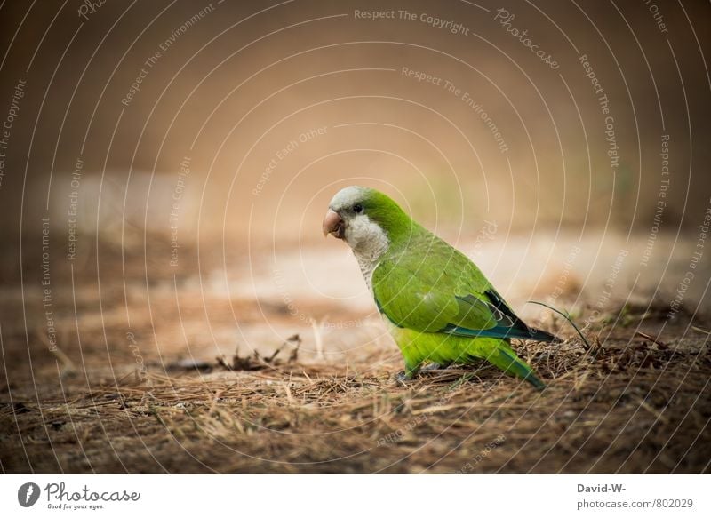 Camouflage - defective = VÖGLEIN - detected Nature Animal Earth Summer Drought Forest Virgin forest Woodground Park Bird Animal face Wing Zoo Budgerigar Parrots