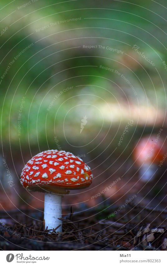 POISONOUS Nature Plant Wild plant Forest Brown Green Red Mushroom Amanita mushroom Poison Stand Point Woodground Colour photo Exterior shot Close-up Deserted