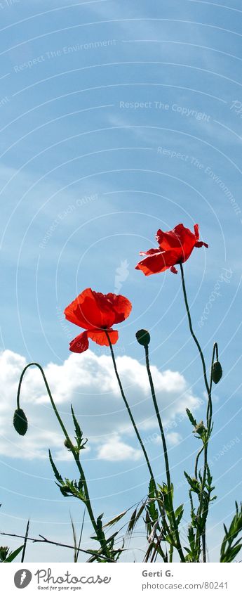 pop pies Multiple Corn poppy Burst Broken up Flower Poppy Red Delicate Thorny Open Green Field Gaudy Multicoloured Fresh Happiness Clouds Sky blue Blossom