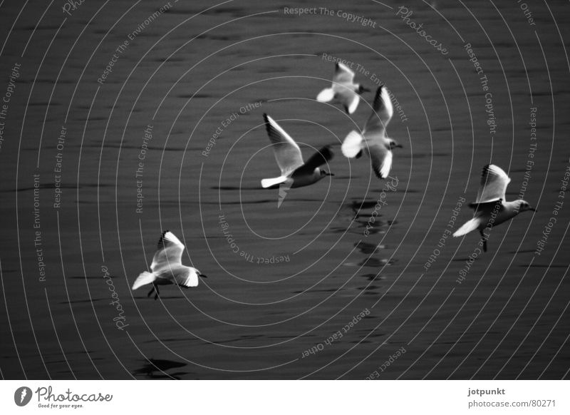 low-flying aircraft Low-flying plane 5 Bird Flying Water River Multiple Dynamics Movement seagull Black & white photo