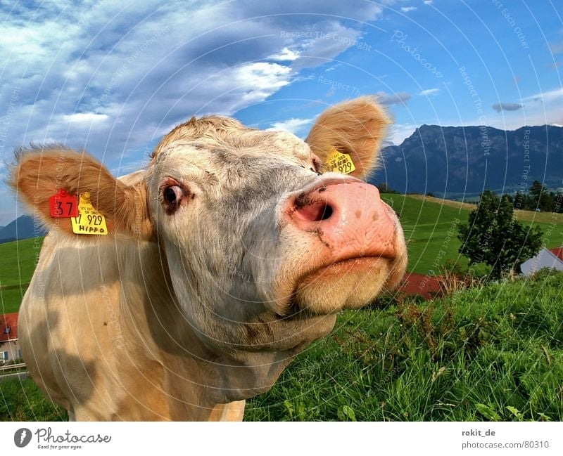 Hey Allter, what are you doing? Moo Loudmouth Cow Bavaria Allgäu Meadow Green Sunset Grassland Alpine pasture Mountain meadow Snout Tegelberg Rieden Dairy cow