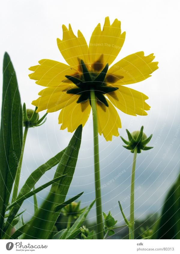 Yellow flower | with jagged petals | grow towards the sky. Flower Blossom Plant Flourish Growth Green Summer Grass Light Blossom leave Blossoming Flower stem