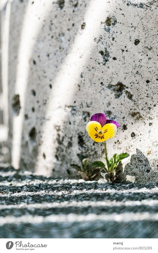 survival artist Nature Plant Flower Blossom Wild plant Pansy Pansy blosssom field violet Wild pansies Wall (barrier) Wall (building) Stone Concrete Stripe