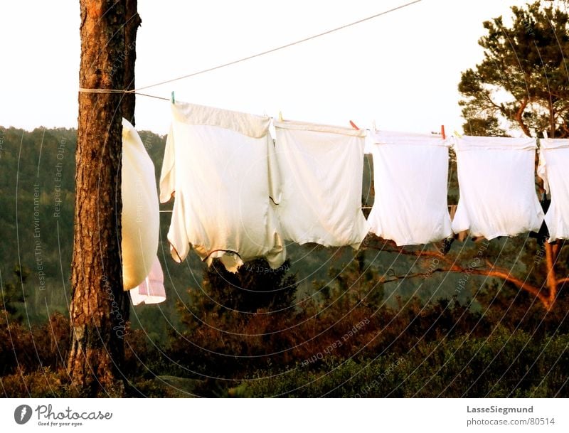 clothesline Shirt Summer Laundry Camping Red Green Norway Dry Cloth T-shirt Clothesline Wilderness Clothing Living or residing Wind Nature Pine Dusk Idyll