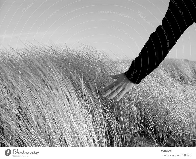 stroking the grass Grass Hand Meadow Underarm Ease Touch Going Maturing time Calm Light heartedness Environment Sylt Close-up Beautiful weather Stripe
