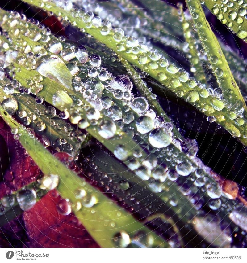 dewy Grass Drop dew drops Fluid Plant Growth Drops of water Dew Cold Blade of grass Winter Green space Glittering Light Damp Wet Water Lawn Nature Morning