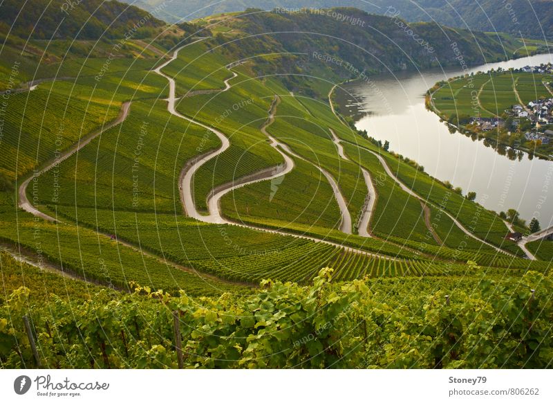 Moselle Landscape Autumn Agricultural crop Vine River Vineyard Wine growing Mosel (wine-growing area) Street Lanes & trails Road junction Curve Winding road