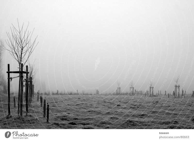 fog meadow Meadow Field Fog Tree Winter Autumn Wet Cold Gray Dark Comfortless Ghostly Hazy Fuzzy Q. Jones Shroud of fog Damp Pasture Frost Spooky