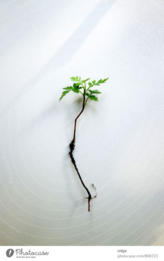 growth Plant Sunlight Flower Leaf Foliage plant Wild plant Root Root formation Growth Thin Authentic Simple Fresh Small Long Natural Brown Green White Emotions