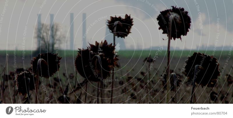 black sunflowers Industry Environment Sky Clouds Horizon Winter Climate change Plant Field Deserted Industrial plant Chimney Sadness Faded Threat Dark Gloomy