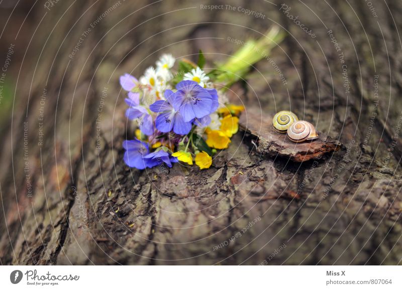 still lifes Valentine's Day Mother's Day Nature Spring Summer Tree Flower Blossom Animal Snail 2 Blossoming Bouquet Donate Meadow flower Pick Snail shell