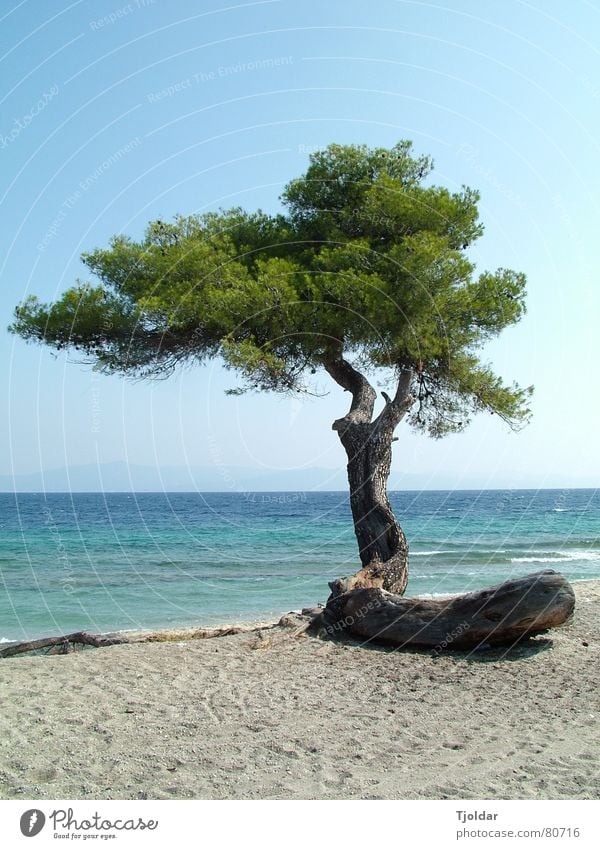 Tree on the beach Vacation & Travel Freedom Beach Ocean Sand Water Sky Coast Authentic Natural Blue Green Loneliness Defiant Chalkidiki Greece Beige Paradise