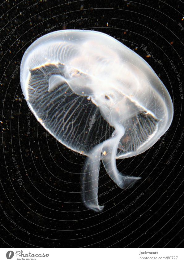 Aurelia Aurita Water Jellyfish Aquarium 1 Animal Thin Exotic naturally Life Infinity Genitalia Hover Stationary Round Transparent Illumination Eerie