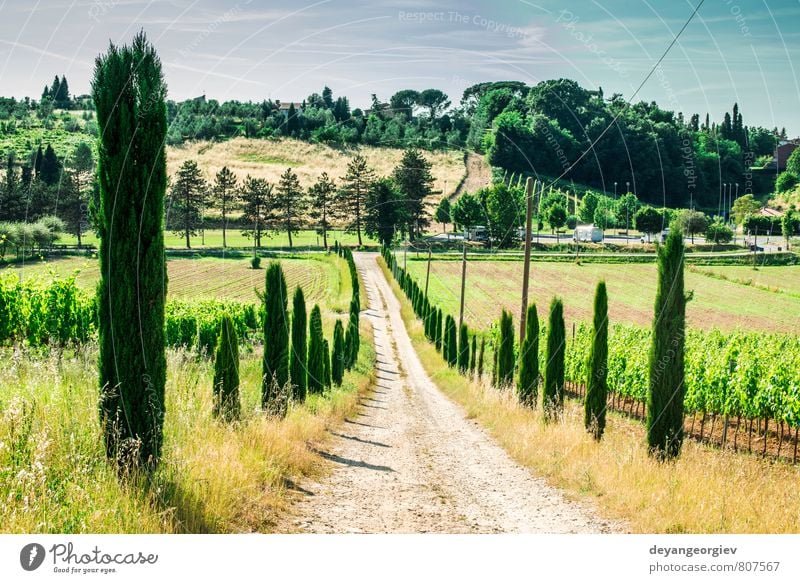 Vineyards and farm road in Toscana Vacation & Travel Summer House (Residential Structure) Culture Nature Landscape Sky Tree Meadow Hill Street Green Idyll Italy