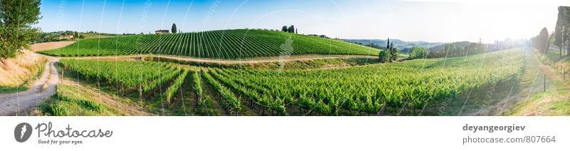 Vineyards in Tuscany. Panoramic view Vacation & Travel Summer Sun House (Residential Structure) Nature Landscape Plant Sky Horizon Autumn Tree Hill Street