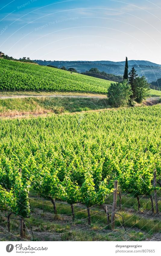 Vineyards in Tuscany Vacation & Travel Summer Sun House (Residential Structure) Nature Landscape Plant Sky Horizon Autumn Tree Hill Street Growth Green Italy