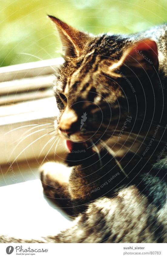 klex kittie Cat Cleaning Sun Window Calm Summer Beautiful Animal feline