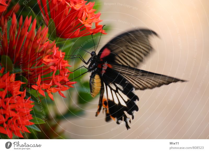 hunger Nature Plant Flower Blossom Animal Wing 1 Flying Red Black Butterfly Trunk Dish Eating Colour photo Exterior shot Close-up Day Motion blur