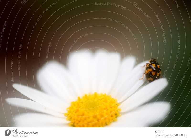 Fourteen point ladybird Nature Plant Animal Summer Flower Blossom Wild plant Wild animal Beetle 1 Movement Blossoming Fragrance To hold on Going Crawl Fresh