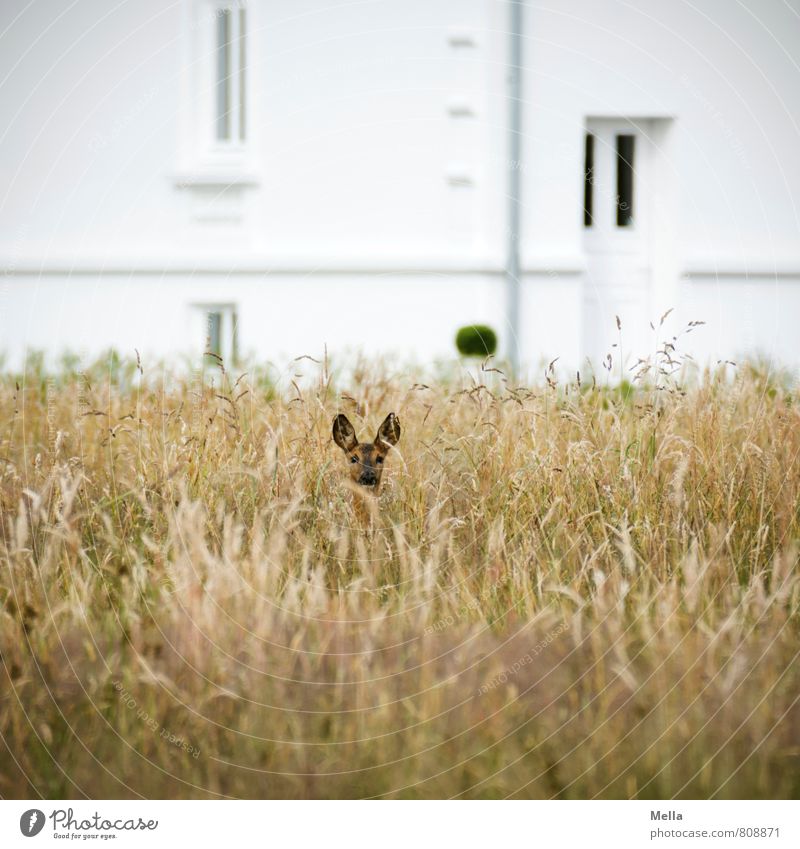 month Environment Nature Landscape Summer Plant Grass Meadow Field House (Residential Structure) Facade Window Door Animal Wild animal Roe deer 1 Observe