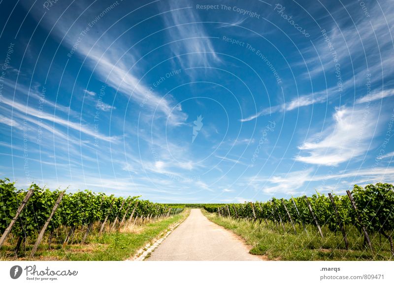 New wine Agriculture Forestry Nature Landscape Sky Clouds Summer Autumn Climate Beautiful weather Field Wine growing Vine Street Lanes & trails Horizon Symmetry