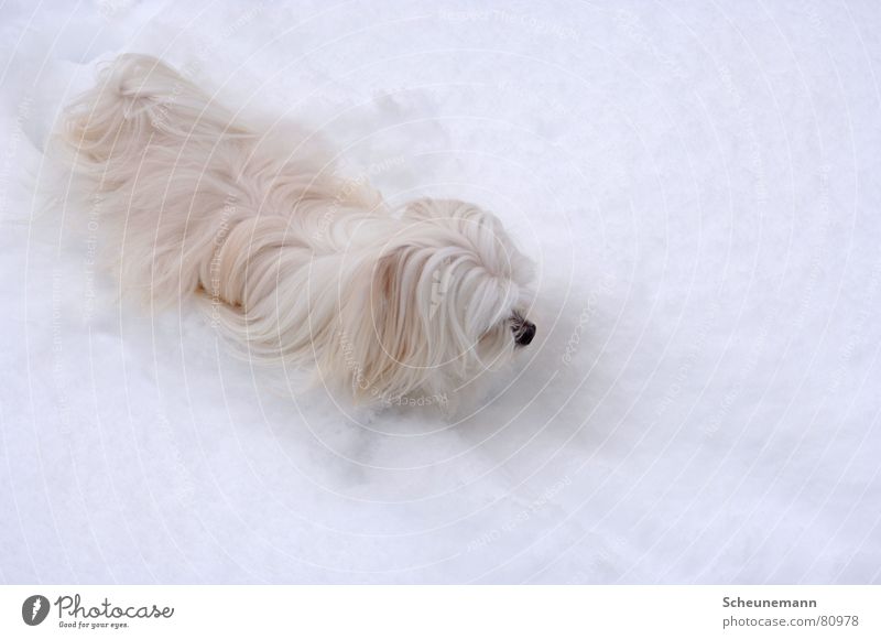The Yeti Dog Cold Winter Tone-on-tone Mammal Snow Gloomy snowhound Black & white photo Pelt