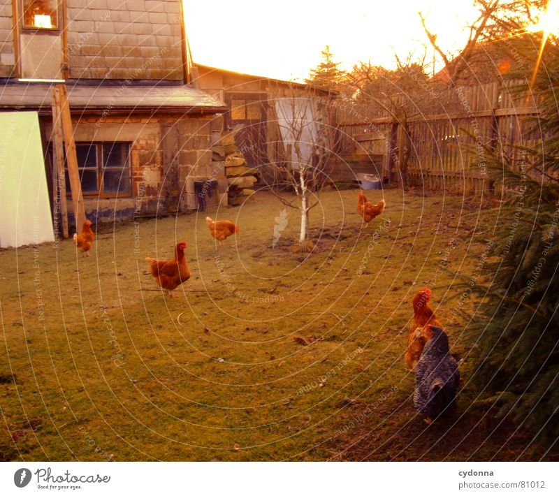 Like the chickens... Elapse Fruit trees Barn fowl Animal Bird Living thing Pet Product Rooster Posture Green Fence Rural Agriculture Sunset Livestock Feather