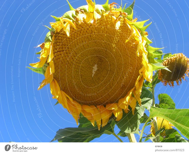 sunflower Flower Summer Yellow Sunflower Plant