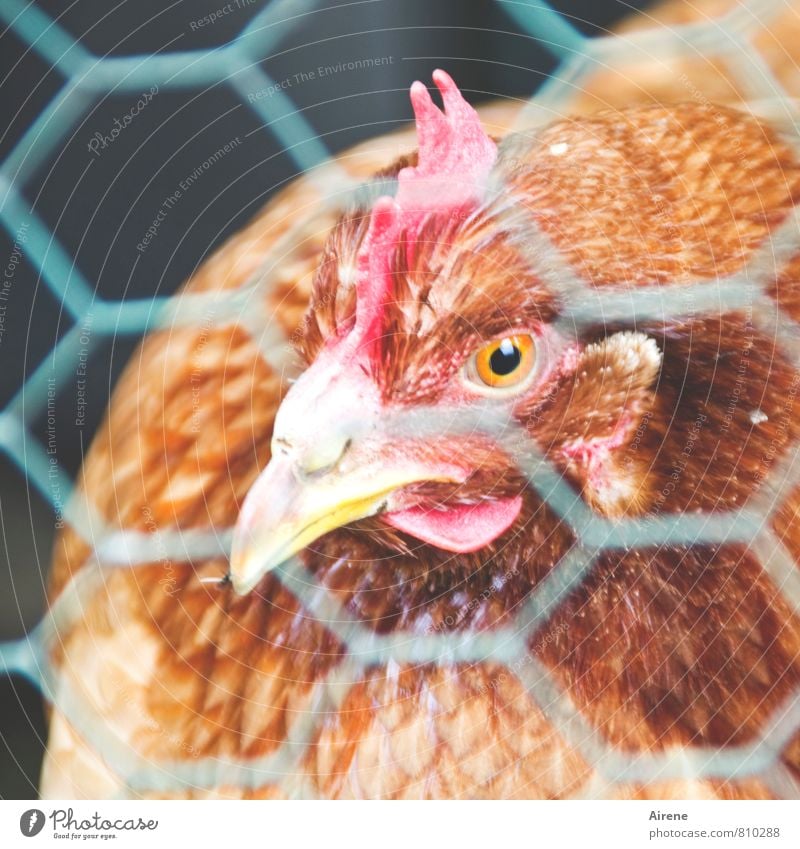 AST 7 | cross-linked chicken Pet Farm animal Barn fowl happiness Net birds Contentment Captured Vista Mesh grid Wire mesh Wire netting Animal face Metal