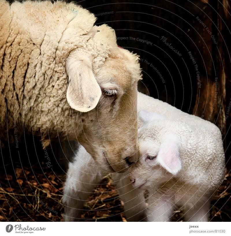 Mother sheep cuddles intimately with her boy Animal portrait Farm animal Animal face Petting zoo Sheep 2 Baby animal Love Stand Cuddly Small Near Warmth Brown