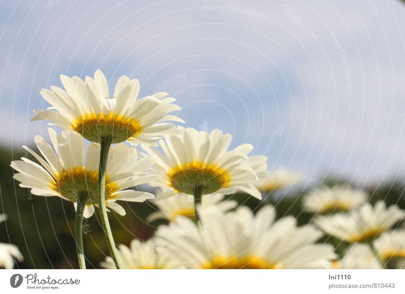 daisies Environment Nature Plant Air Sky Sunlight Summer Beautiful weather Flower Blossom Wild plant marguerites Meadow Esthetic Friendliness Happiness