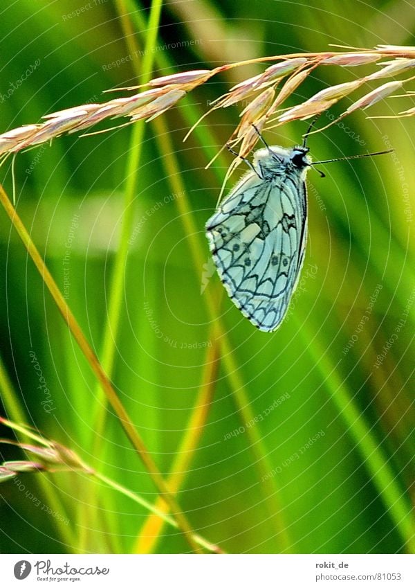 Just hang out... Meadow Butterfly Grass Feeler Ear of corn Insect Break Pattern Black Turquoise Green Yellow Brown Blade of grass Relaxation Blue-green
