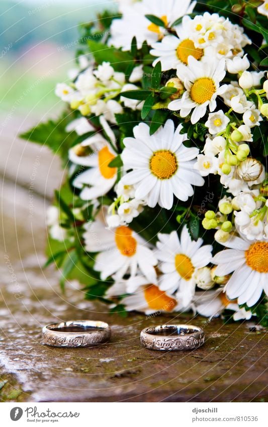 Wedding & Daisies Nature Plant Flower Blossom Love Together Good Emotions Moody Joy Happy Happiness Contentment Joie de vivre (Vitality) Spring fever