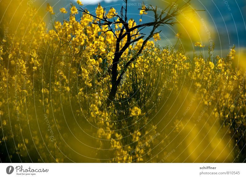 rapeseed Environment Nature Plant Sunlight Flower Bushes Blossom Wild plant Yellow Broom Broom blossom Blossoming Flowering plant Green pastures Bright Colours