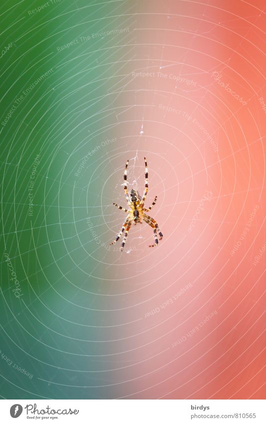 Spider red-green 1 Animal Wait Esthetic Exceptional Original Yellow Green Red Patient Endurance Exotic Center point Nature Planning Survive Spider's web Hunting