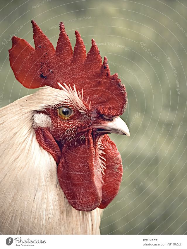the patriarch Nature Spring Summer Meadow Animal Farm animal 1 Sign Success Green Red Pride Rooster Cockscomb Beak Gamefowl Looking into the camera Profile