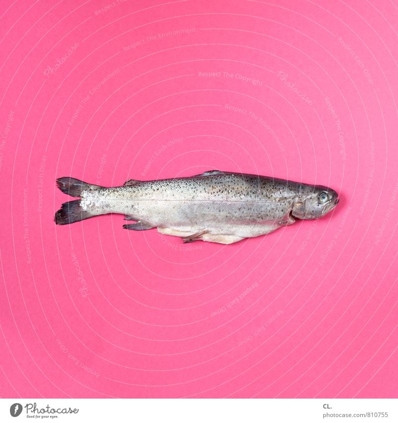 trout Food Fish Nutrition Animal Dead animal Trout 1 Exceptional Pink Esthetic Colour Whimsical Colour photo Interior shot Studio shot Deserted Day