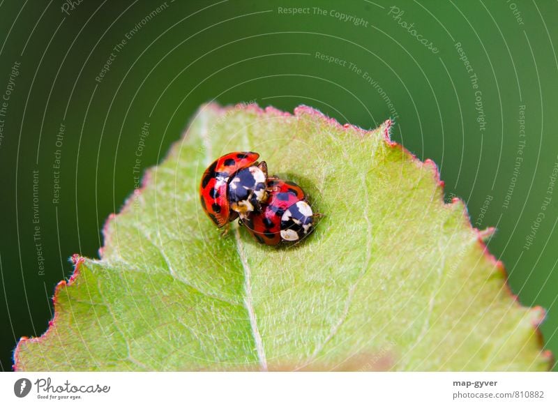Teen Love Summer Leaf Foliage plant Wild plant Animal Beetle 2 Pair of animals Eroticism Together Green Red Black Trust Agreed Love of animals Sex Colour