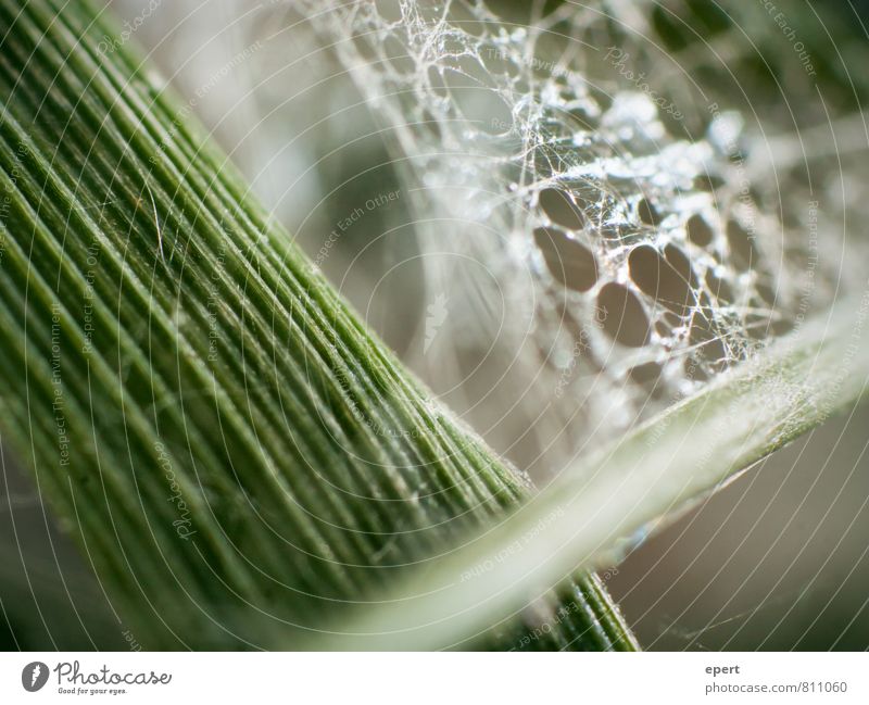 Organic Architecture II Nature Plant Grass Manmade structures Spider's web String Net Build Living or residing Natural Uniqueness Network Perspective