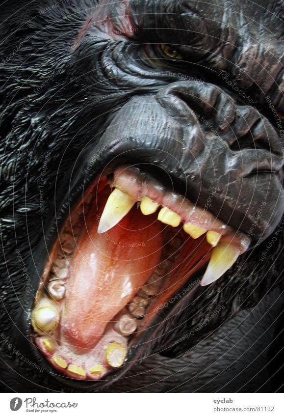 GING GONG Gorilla Pharynx King Kong Monkeys Virgin forest Wilderness Dangerous Peace Black Pelt Mammal Fear Panic Power Force gorillas in the fog throat tame