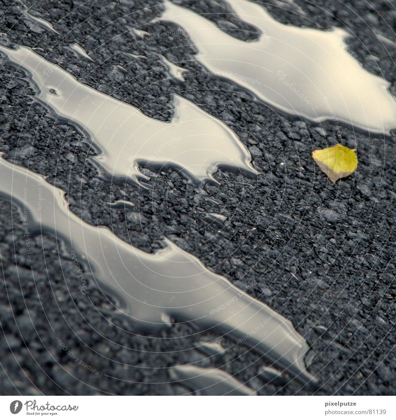 solvent Wet Damp Puddle Mirror Reflection Asphalt Tar Glittering Gray Black Leaf Depth of field Limp Autumn Progress Yellow Square Fluid Drops of water Water