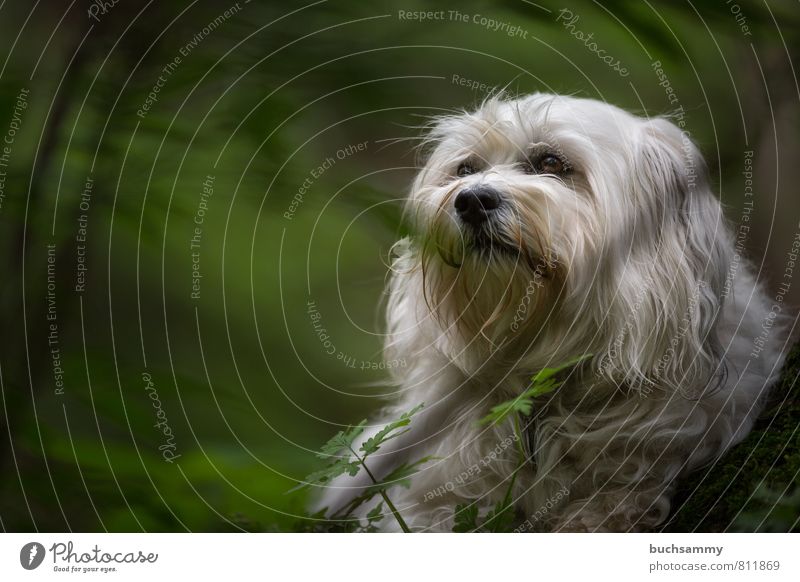 Havanese in the countryside Nature Plant Animal Grass Forest Pelt Long-haired Pet Dog 1 Small Green White Branch companion dog bichon fur nose Havanais youthful