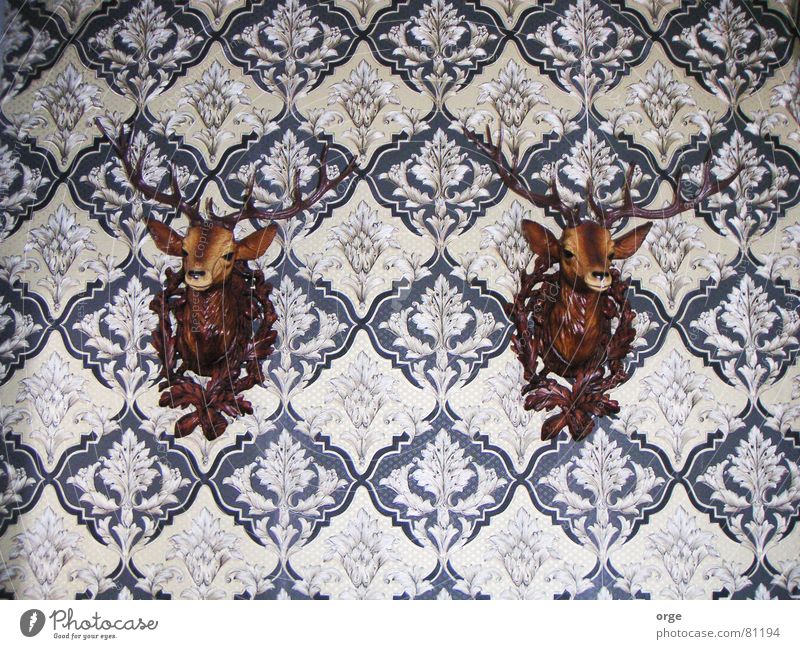 I'm watching you! Decoration Deer Antlers Wallpaper 2 Brown Animal Audience Pattern Wall (building) Interior shot Testing & Control Monitoring Adhere to Guard
