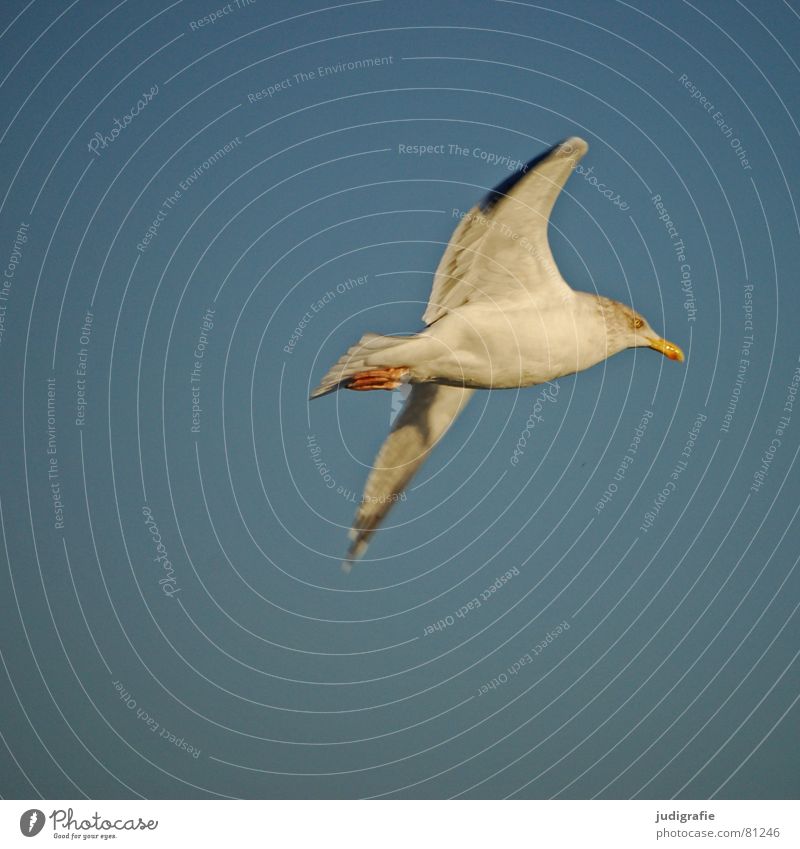 Flight into the light Silvery gull Lake Seagull Bird Animal Feather Beak Glide Evening sun Ocean Vacation & Travel Wing Freedom Ornithology Judder Environment