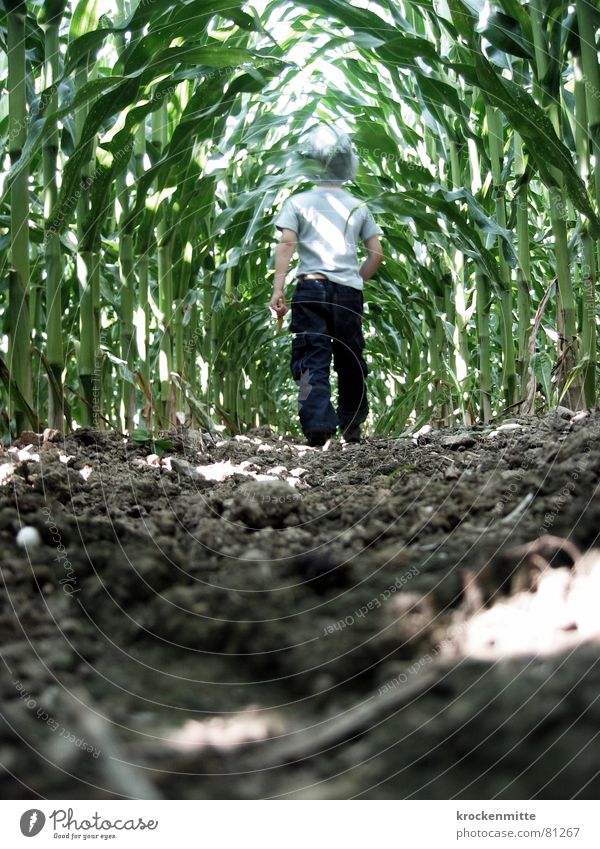 Child of the grain Maize field Brave Cornfield Boy (child) Worm's-eye view Eerie Ambiguous Green Passage Test of courage Toddler Creepy Dangerous pass through