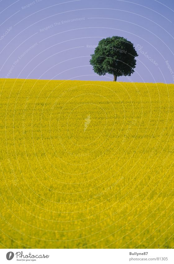 Rapeseed and tree Canola Flower Tree Agriculture Yellow Green Summer Landscape Sky