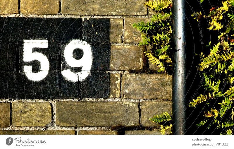 fifty-nine Brick Norfolk Wall (building) Far-off places England Great Yarmouth Digits and numbers Detail Communicate drainpipe drain pipe Pteridopsida bricks