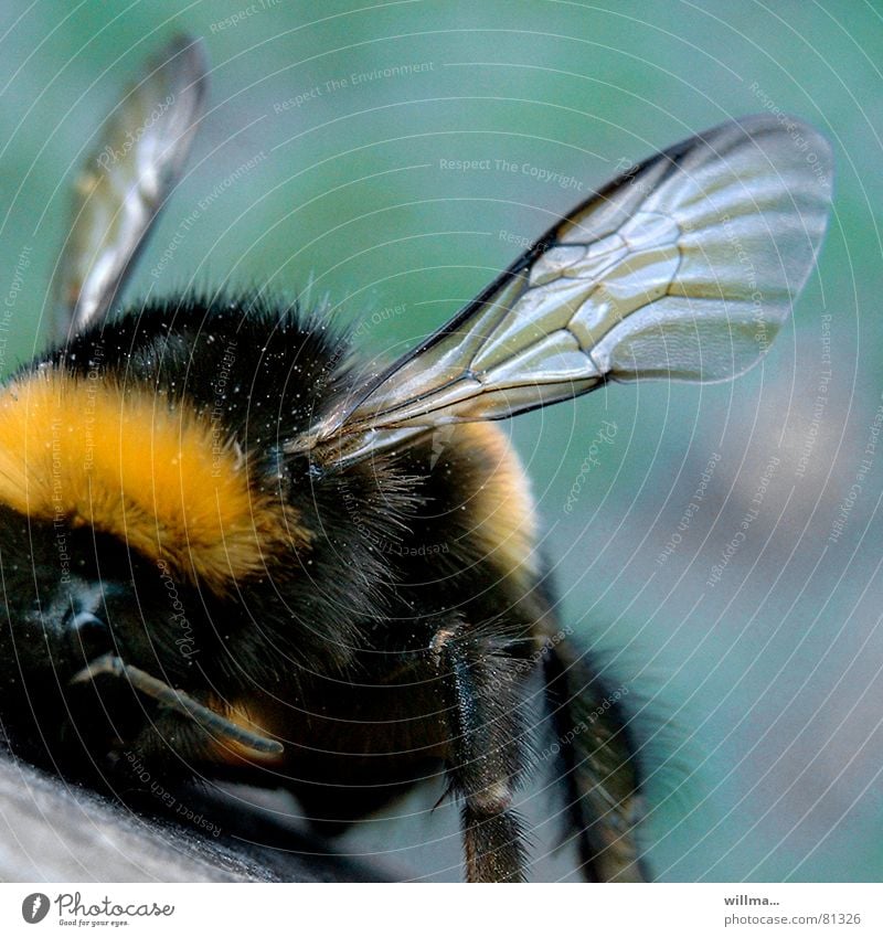 Bumblebee in depression phase Bumble bee Insect Grand piano Hymenoptera Soft Yellow Black Pelt Hair Close-up Front view